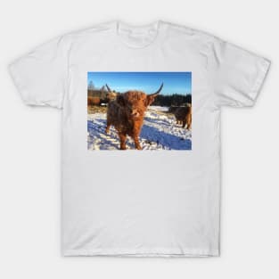 Scottish Highland Cattle Cow 1692 T-Shirt